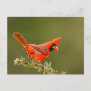 Mannetjes kardinaal op tak briefkaart