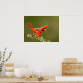 Mannetjes kardinaal op tak poster (Keuken)