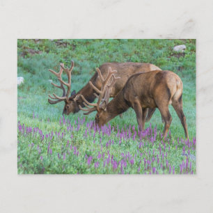 Mannetjes wapiti Rocky Mountain National Park, Col Briefkaart