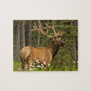 Mannetjeswapiti in fluweel, Canada Legpuzzel
