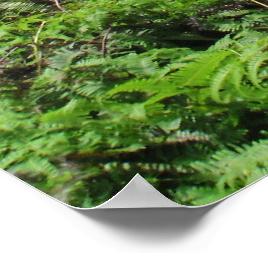 Manoa Valley, O'ahu, Hawai'i Poster (Hoek)