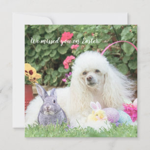 Manque toi sur carte plate de chien caniche de Pâq