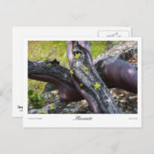 Mansanita Prints Briefkaart (Voorkant / Achterkant)