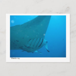 manta ray briefkaart - 02
