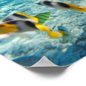 Manta Ray Poster (Hoek)