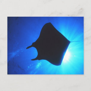Manta Ray Silhouette Briefkaart