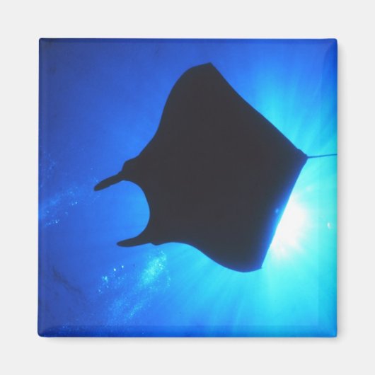 Manta Ray Silhouette Magneet (Voorkant)
