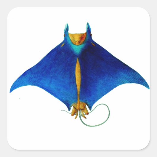 manta ray vierkante sticker (Voorkant)