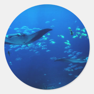 Manta Rays Ronde Sticker
