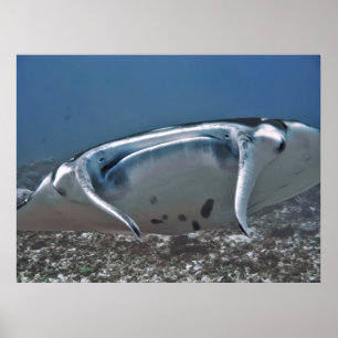 Manta van dichtbij poster