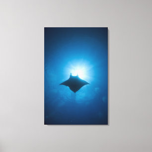 Manta zwemt onderwater canvas afdruk