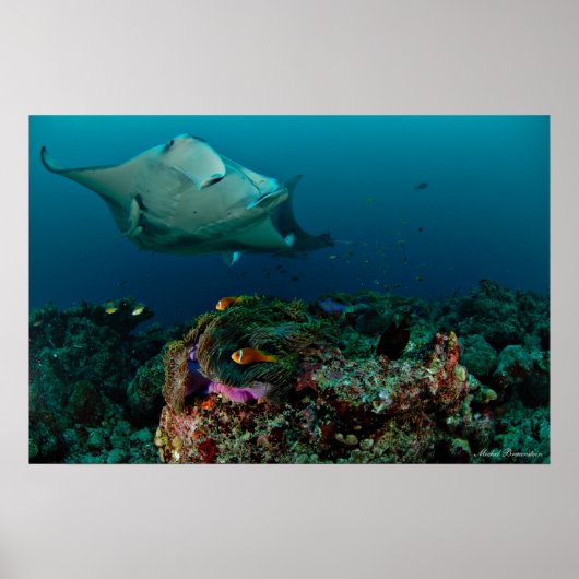 Mantaray sur l'anémone - Poster (Devant)