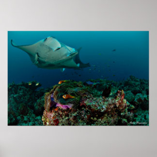 Mantarays over anemon - Poster