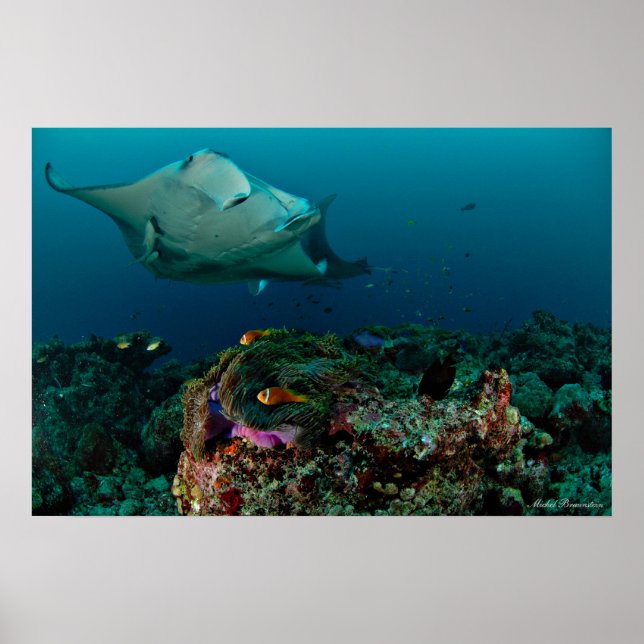Mantarays over anemon - Poster (Voorkant)