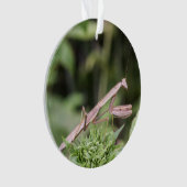 Mante de prière (devant)