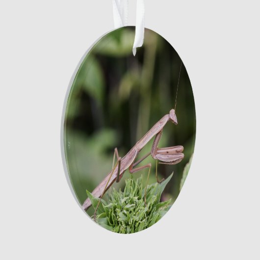 Mante de prière (devant)