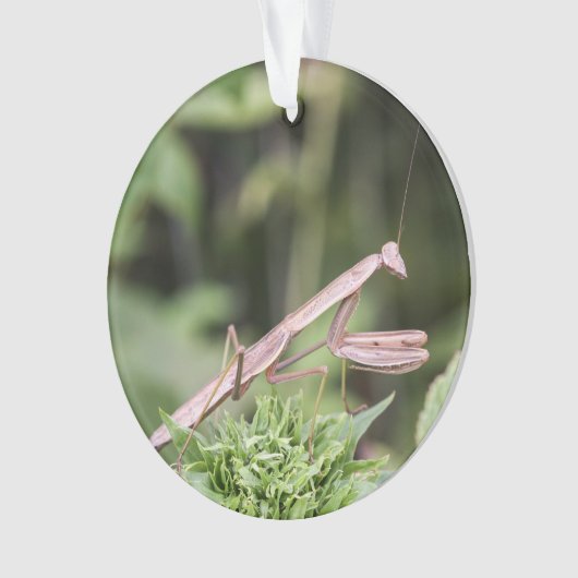 Mante de prière (devant)