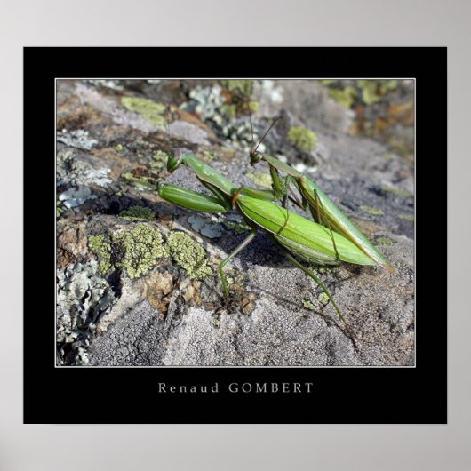 Mante Religieuse Poster (Voorkant)