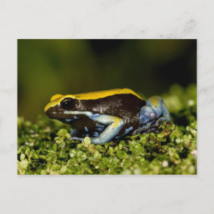 Mantella, Mantella verwachttata, met een zwarte oo Briefkaart