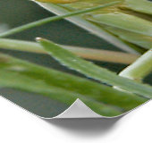 Mantis 475 Affiche (Coin)