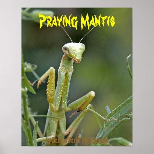 Mantis 475 Affiche (Devant)