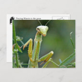 Mantis 475 Briefkaart (Voorkant / Achterkant)