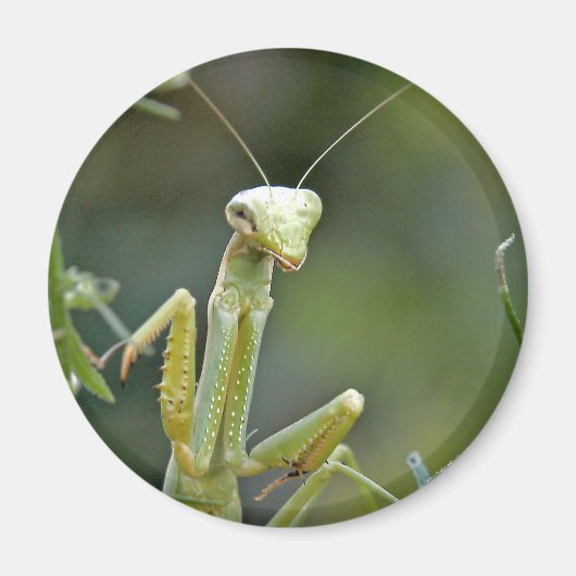 Mantis 475 magneet (Voorkant)