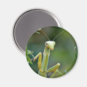 Mantis 475 Magnet (Recto/Verso)