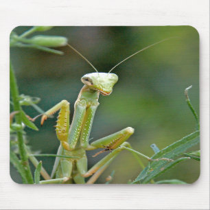 Mantis 475 Mousepad Muismat