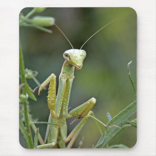 Mantis 475 Mousepad Muismat (Voorkant)