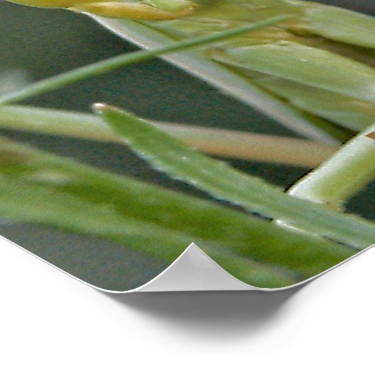 Mantis 475 Poster (Hoek)