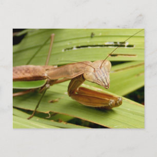 Mantis 83 ~ briefkaart