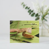 Mantis 83 ~ carte postale (Debout devant)