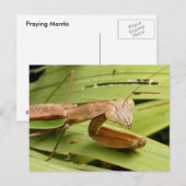 Mantis 83 ~ carte postale (Devant / Derrière)