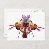 mantis briefkaart (Voorkant / Achterkant)