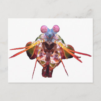 mantis briefkaart