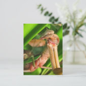 Mantis distraits b ~ carte postale (Debout devant)