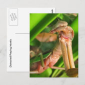 Mantis distraits b ~ carte postale (Devant / Derrière)