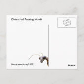 Mantis distraits b ~ carte postale (Dos)