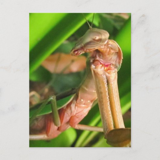 Mantis distraits b ~ carte postale (Devant)
