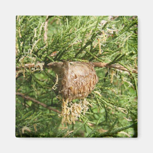 Mantis émergent ~ aimant (Devant)