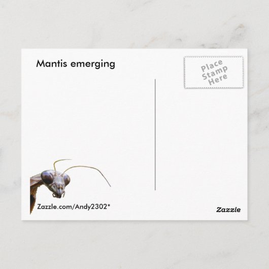Mantis émergent ~ carte postale (Dos)