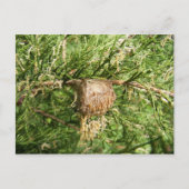 Mantis émergent ~ carte postale (Devant)