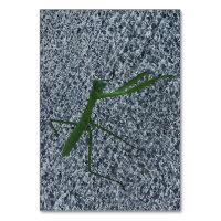 Mantis en prière marchant sur le trottoir, cartes