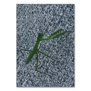 Mantis en prière marchant sur le trottoir, cartes