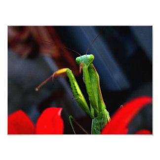 mantis foto afdruk