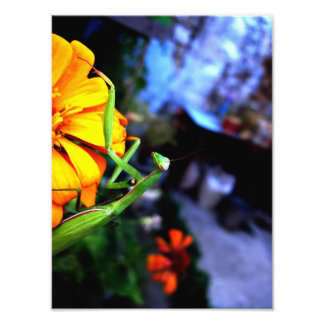 mantis foto afdruk