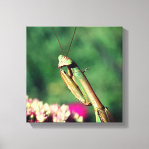 Mantis in de buurt bidden canvas afdruk
