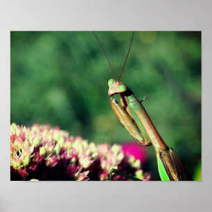 Mantis in de buurt bidden poster