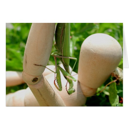 Mantis religosa (Voorkant Horizontaal)